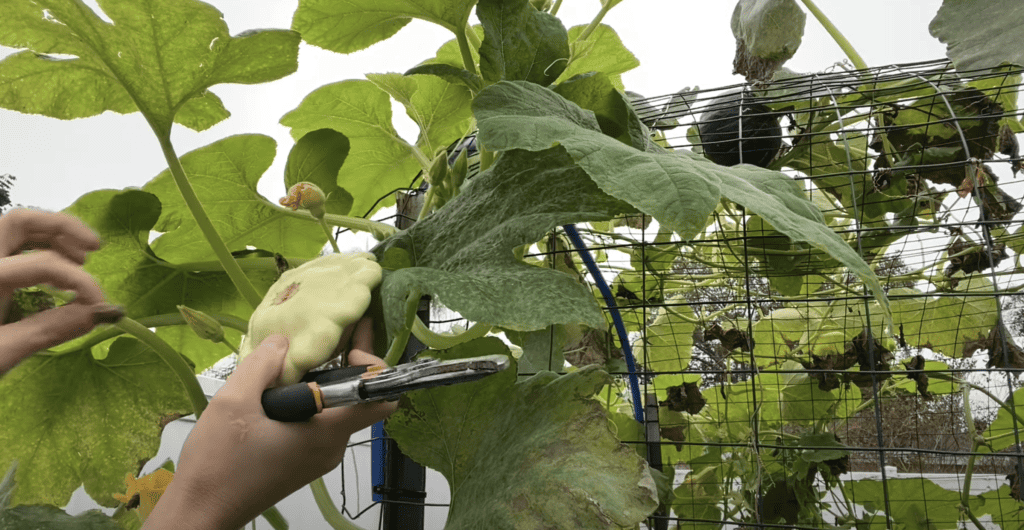 Growing Patty pan Squash in Florida